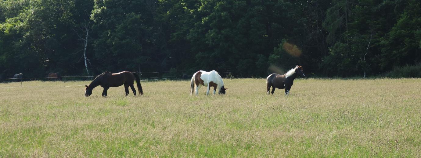 Impressionen von unseren Koppeln