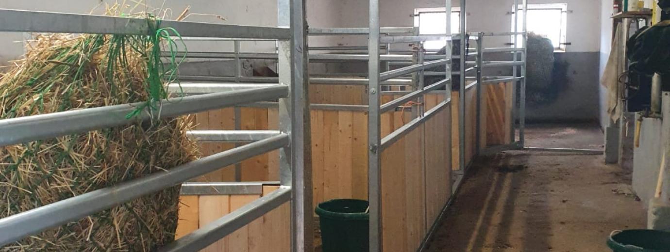 Stallgasse Schulipferde