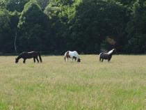 Impressionen von unseren Koppeln