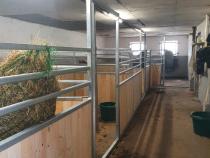 Stallgasse Schulipferde